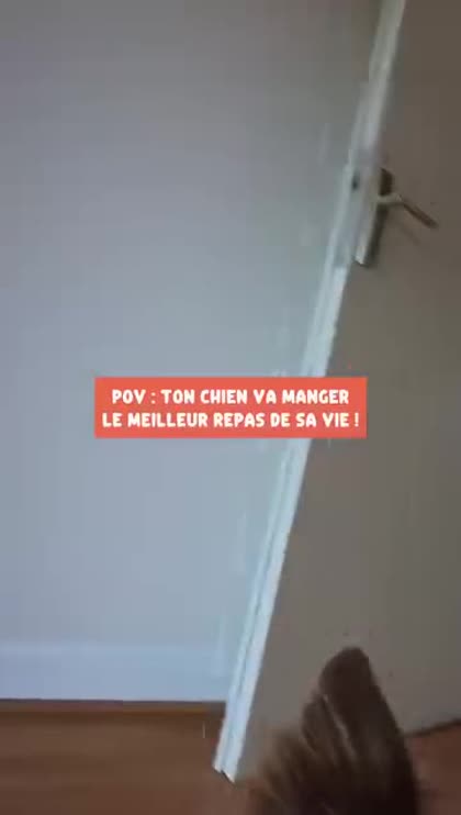Aperçu Dogfy Diet France