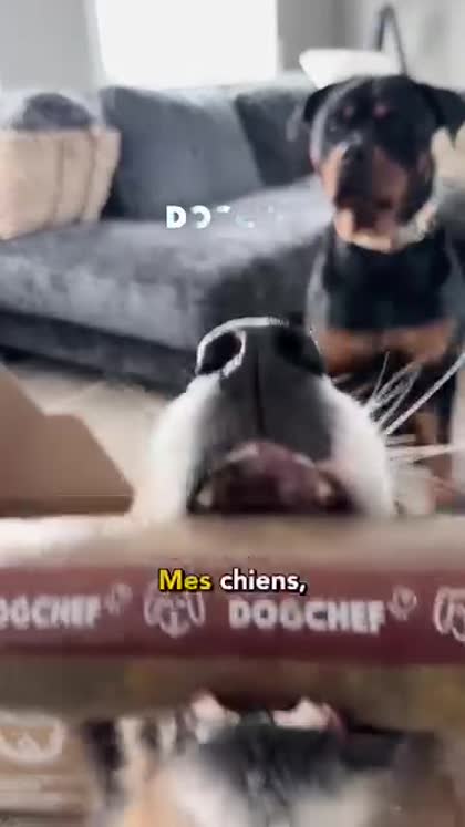Aperçu Dog Chef