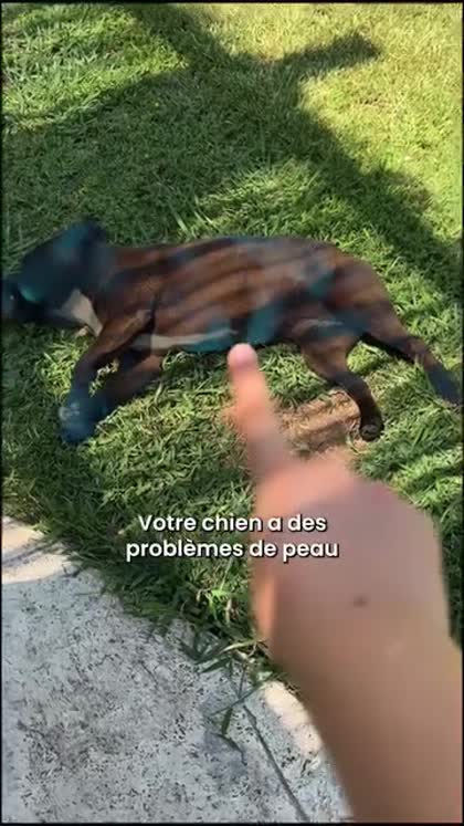 Aperçu Reglo